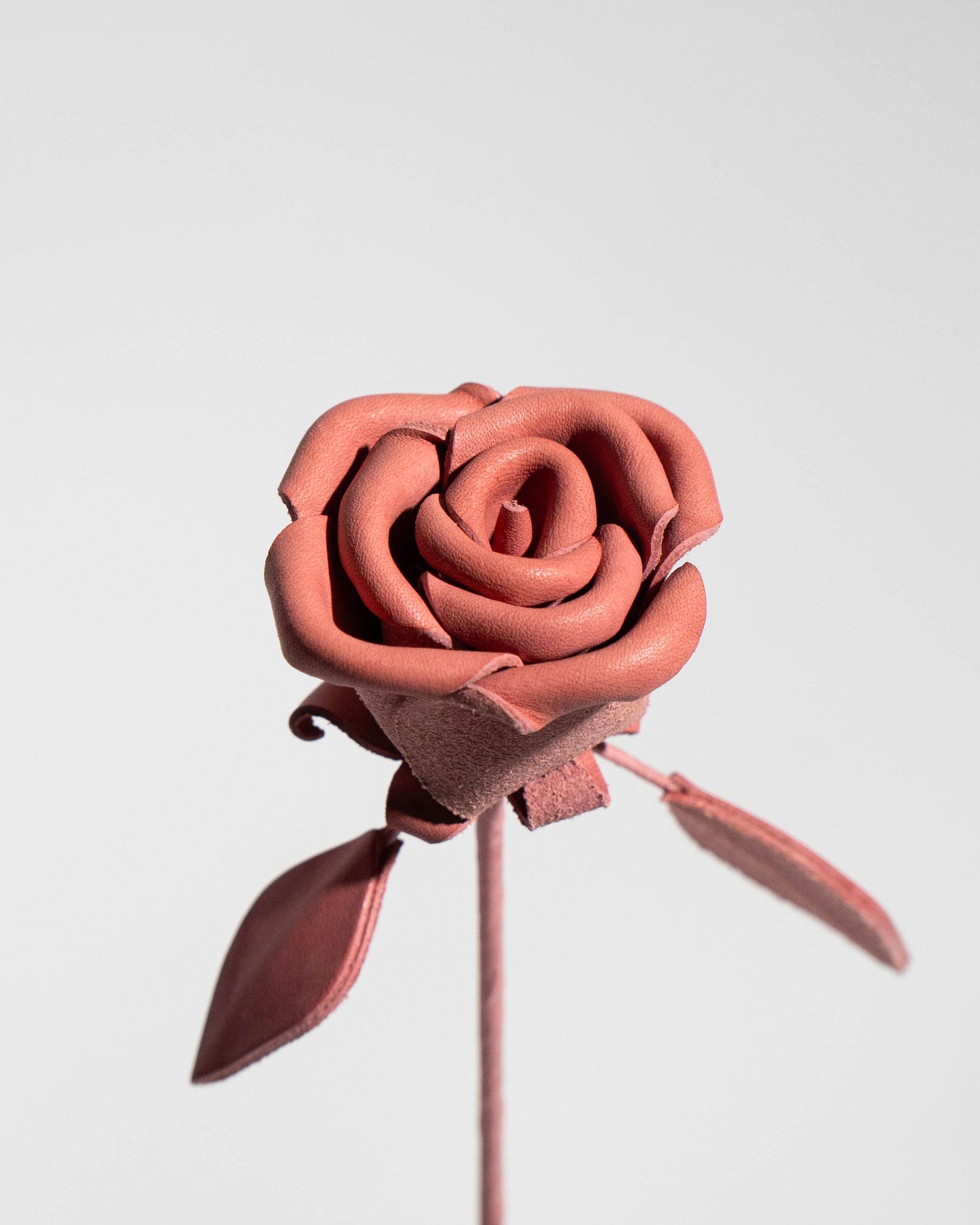 Aging Rose PINK